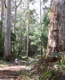  Attractions Melbourne