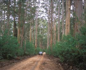 Boranup Drive - Attractions Melbourne 0
