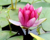 The Lotus Day Spa and Retreat