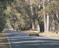 Ludlow Tuart Forest