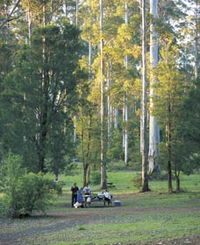 Big Brook Arboretum