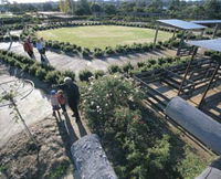 Kojonup Rose Maze