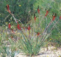 Kalbarri Wildflower Centre - Attractions Melbourne
