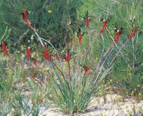 Kalbarri Wildflower Centre - Attractions Melbourne 0