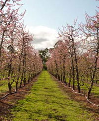 Raeburn Orchards