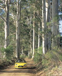 Mount Shadforth Scenic Drive