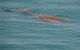 Dugongs - thumb 0