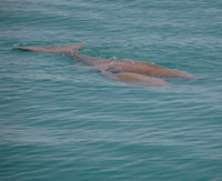 Dugongs