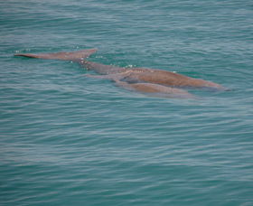 Dugongs - Attractions Melbourne 0
