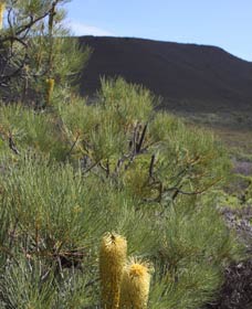 Lesueur Walk Trail, Mount Lesueur - Attractions Melbourne 0