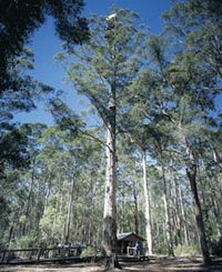 Book Manjimup Accommodation Vacations Attractions Melbourne Attractions Melbourne