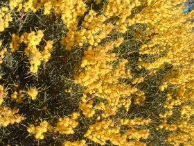 Dalwallinu WA Attractions Melbourne