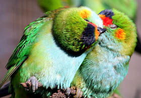 Rainbow Jungle - The Australian Parrot Breeding Centre - Attractions Melbourne 0
