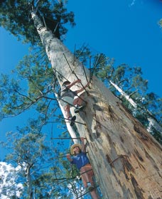 Dave Evans Bicentennial Tree - Attractions Melbourne 0