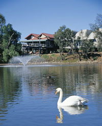 White Swans