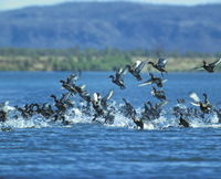 Ord River