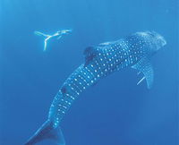 Ningaloo Marine Park