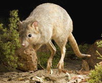 Kanyana Wildlife