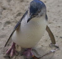 Penguin Island Boardwalks and Walk Trail - Attractions Melbourne