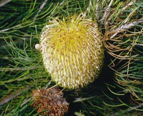 FR Berry Reserve - Attractions Melbourne 0