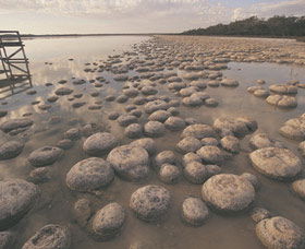 Yalgorup National Park - Attractions Melbourne 0
