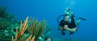 Coastal Water Dive