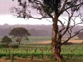 Yangarra Estate Vineyard - Attractions Melbourne 0