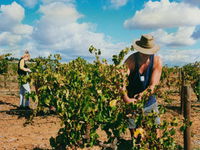 Torbreck Vintners