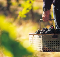 Burge Family Winemakers - Attractions Melbourne