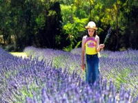 Brayfield Park Lavender Farm