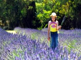 Brayfield Park Lavender Farm - Attractions Melbourne 0