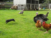 Echo Farm