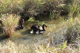 Tamar Island Wetlands Reserve And Interpretation Centre - Attractions Melbourne 0