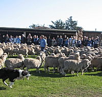 Curringa Farm - Accommodation and Farm Tours - Attractions Melbourne