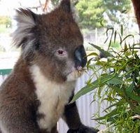 Glen-Forest Tourist Park - Attractions Melbourne