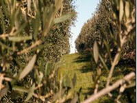 Evilo Estate