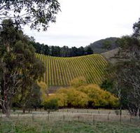 Mt Bera Vineyards - Attractions Melbourne
