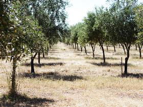 Talinga Grove Olive Oils - Attractions Melbourne 0