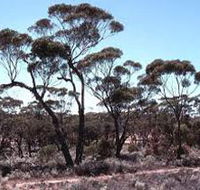 Clements Gap Conservation Park - Attractions Melbourne