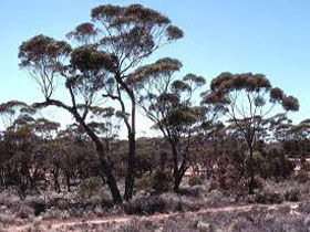 Clements Gap Conservation Park - Attractions Melbourne 0