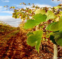 Mirabella Vineyards - Attractions Melbourne