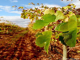 Mirabella Vineyards - Attractions Melbourne 0