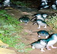 Penneshaw Penguin Centre - Attractions Melbourne