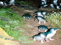 Penneshaw Penguin Centre