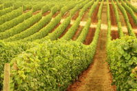 Schild Estate Wines