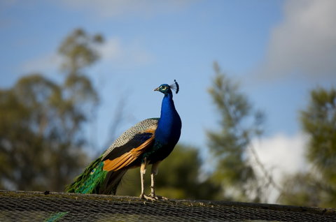 Maggie Beer's Farm Shop - Attractions Melbourne 4