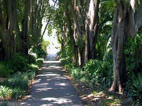 Adelaide Botanic Garden - Attractions Melbourne 0
