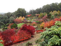 Emu Valley Rhododendron Garden