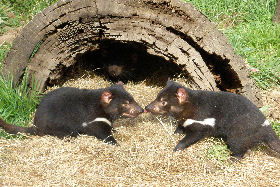 Wing's Wildlife Park - Attractions Melbourne 0