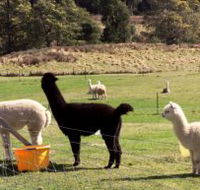 Maydena Country Cabins Accommodation  Alpaca Stud - Attractions Melbourne